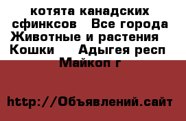 котята канадских сфинксов - Все города Животные и растения » Кошки   . Адыгея респ.,Майкоп г.